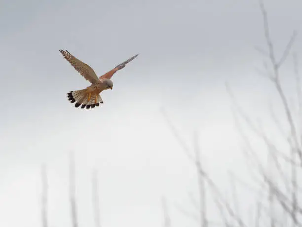 A Kestrel (Falco tinnunculus) hovering after it spotted a vole at St Aidans RSPB reserve, in Leeds West Yorkshire