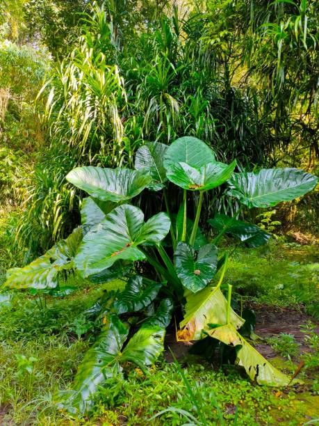 istock The Big Taro Plant 1308107510