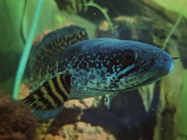 Channa Aurantimaculata This fish includes a charming type of snakehead fish commonly called orange spotted snakehead or Aurantimaculata giant snakehead stock pictures, royalty-free photos & images