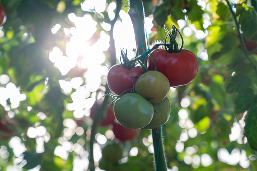 Photo of organic tomatoes in vegetable garden. No people are seen in frame. Shot with a full frame mirrorless camera.