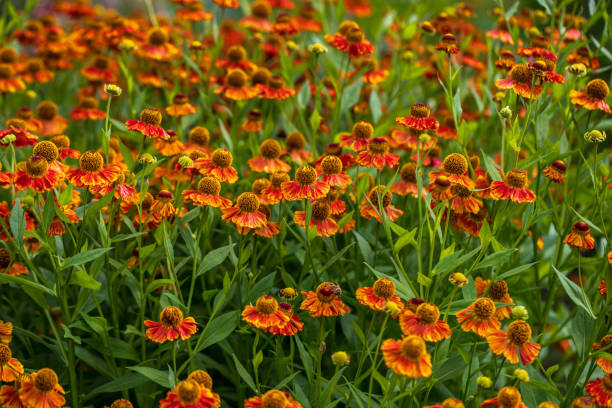 View of yellow-orange helenium  flowers on the summer meadow View of yellow-orange helenium  flowers on the summer meadow. Photography of lively nature. sneezeweed stock pictures, royalty-free photos & images