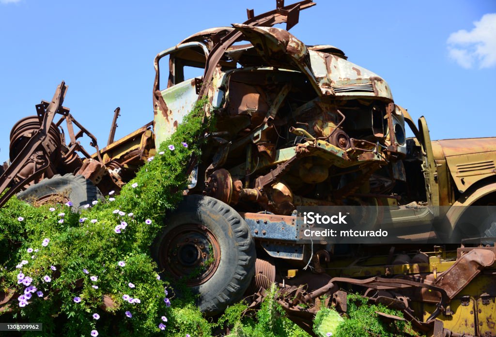 Climber plant with flowers and wrecked truck - Ipomoea cairica and Mercedes Benz LA 911 - Asmara tank graveyard, Asmara, Eritrea Asmara, Eritrea: nature takes over in the tank cemetery - a mile-a-minute vine / Cairo morning glory / railroad creeper (Ipomoea cairica) starts to cover the carcass of a Mercedes-Benz LA 911 4x4 truck, of the iconic L-series of 'Kurzhauber' trucks - rusted vehicles left over from the  Eritrean War of Independence. Bindweed Stock Photo