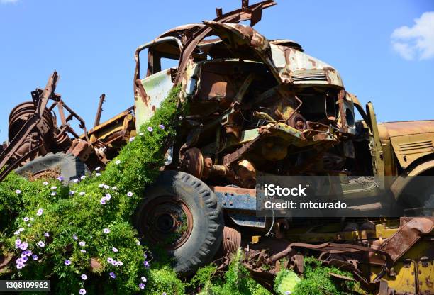 Climber Plant With Flowers And Wrecked Truck Ipomoea Cairica And Mercedes Benz La 911 Asmara Tank Graveyard Asmara Eritrea Stock Photo - Download Image Now