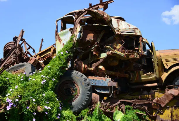 Asmara, Eritrea: nature takes over in the tank cemetery - a mile-a-minute vine / Cairo morning glory / railroad creeper (Ipomoea cairica) starts to cover the carcass of a Mercedes-Benz LA 911 4x4 truck, of the iconic L-series of 'Kurzhauber' trucks - rusted vehicles left over from the  Eritrean War of Independence.
