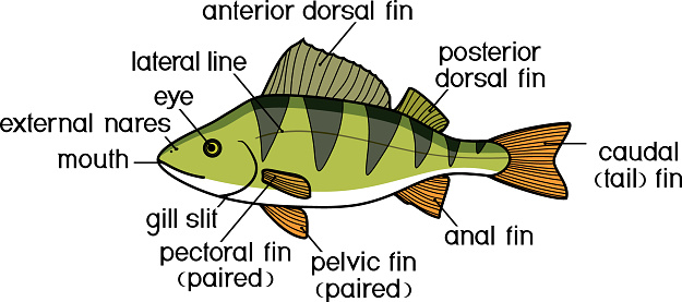 Fish external anatomy. External structure of perch (Perca fluviatilis)