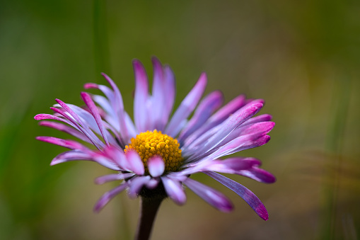 Close up of a group of pink  chrysanthemum flowers with striped petals.