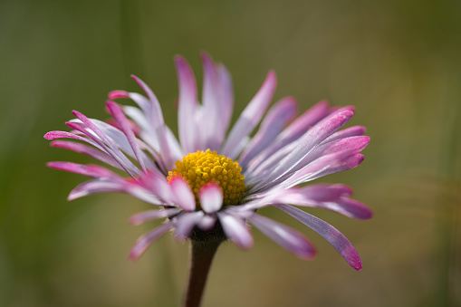 a beautiful daisy in close-up in springtime