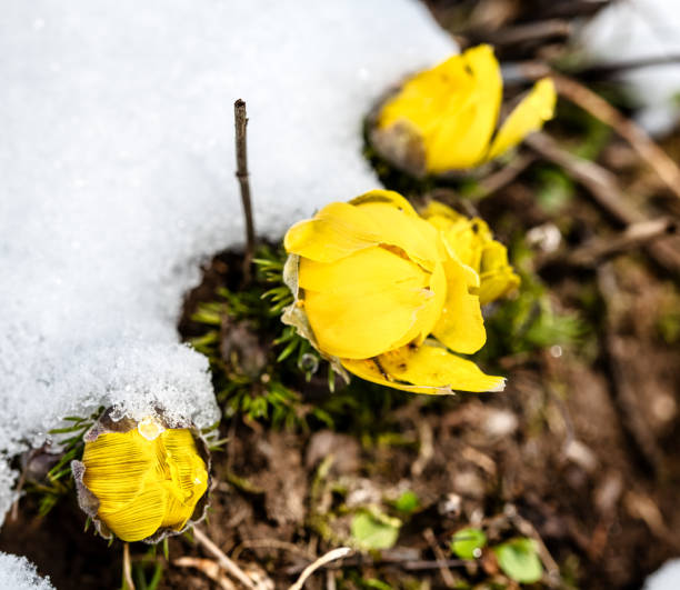istock Yellow pheasant's eye (Adonis vernalis) in snow 1308112812