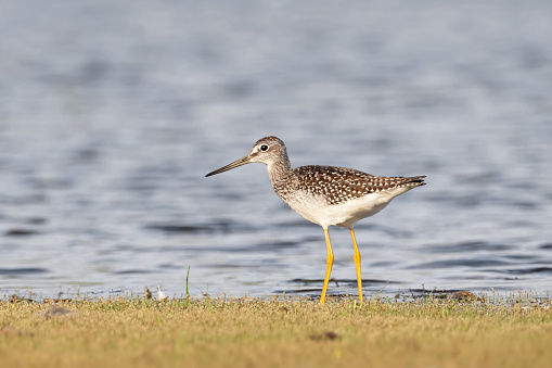 Juvenile shorebird wading in the river and vegetation during fall migration