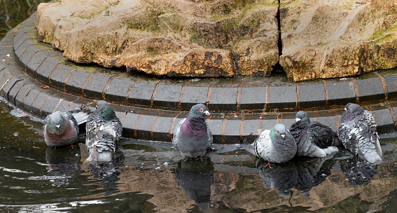 Pigeons taking a bath