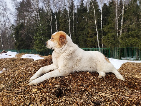 large dog Alabai lies on the sawdust on the street in winter. White and brown Central Asian Shepherd Dog is resting on tree bark mulch.
