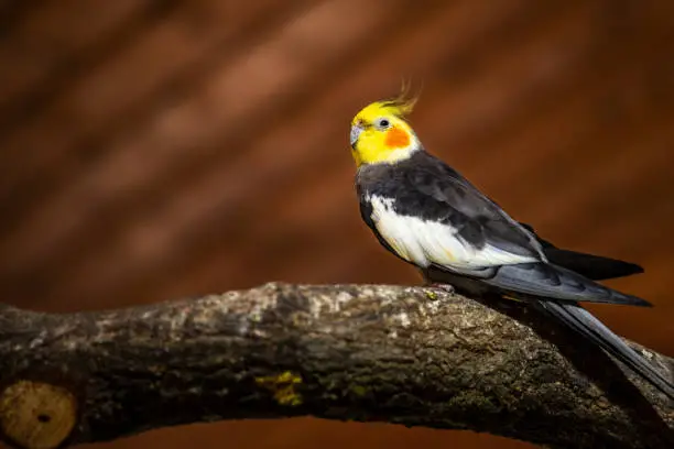 View of grey-yellow female budgie cockatiel parrot on the tree branch. Photography of nature and wildlife.