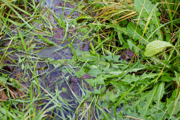 istock Green grass leaves in a puddle close up 1308117511