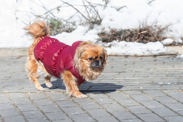 istock Small little Pekingese dog in winter 1308118321