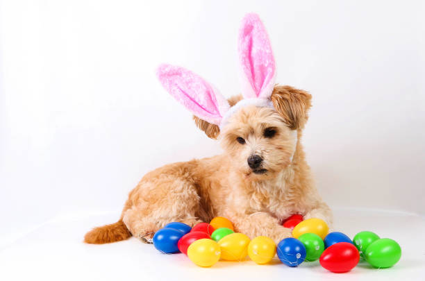 istock a funny small brown mixed dog is lying in the white studio with colorful easter eggs and funny bunny ears on the head 1308118591