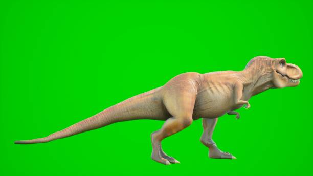 angry dinosaur t-rex geht in einer looping nahtlose animation. reptil vor grünem bildschirm. 3d-rendering. - looping animation stock-fotos und bilder