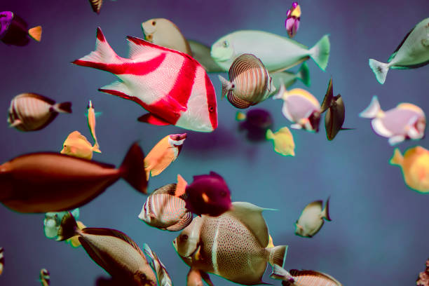 istock Multi-colored tropical fish on the background of reefs and corals. 1308122162