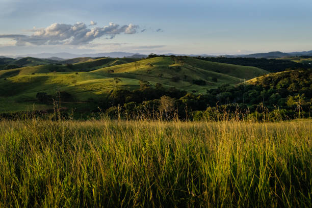 typische ländliche landschaft im südosten brasiliens - viehweide stock-fotos und bilder