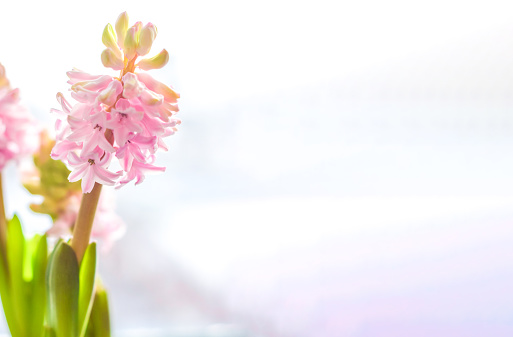 soft pink hyacinth flower on a light background, spring banner.
