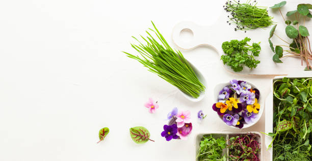 istock Different types of organic microgreens sprouts. 1308122664