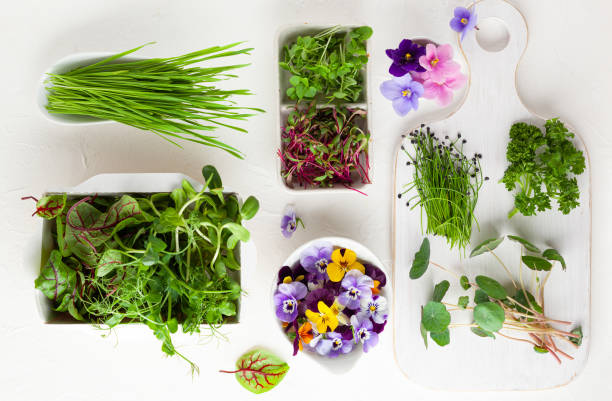 istock Different types of organic microgreens sprouts. 1308122673