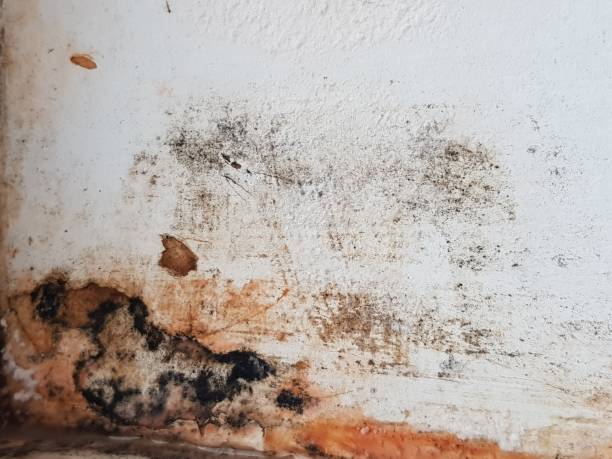 istock Water damage to the drywall surface.  Mold 1308122714