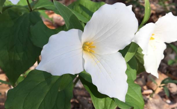 istock White dogwood wildflower 1308123334