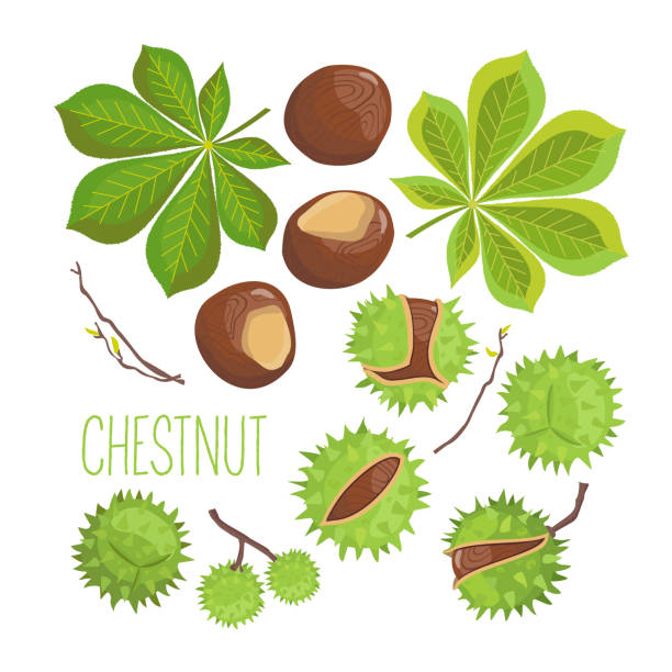 CHESTNUT ELEMENTS set Set of elements of horse chestnut: green leaves, nuts, branches. Vector, white background, isolated. chestnuts stock illustrations