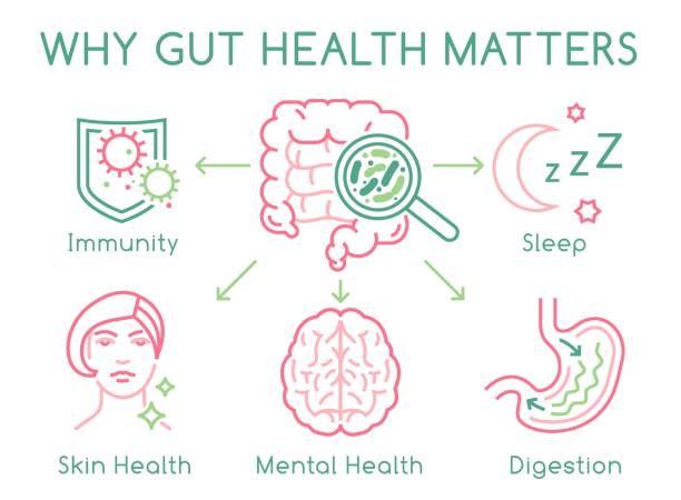 Gut Health Poster Why gut health matters. Landscape poster. Medical infographic. Digestion is important. Stomach function. Editable vector illustration in modern outline style. Healthcare and scientific concept intestinal tract infection stock illustrations
