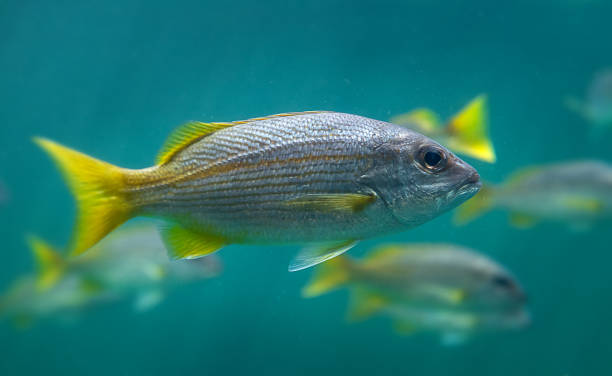 istock Live lutjanus madras or indian snapper fish swimming. 1308126815