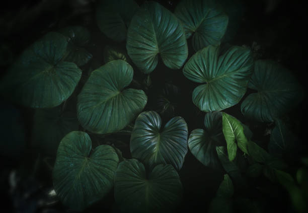 Tropical leafs garden with low lighting and dark shadow flat color.