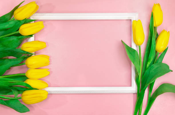 istock Yellow tulips side view with frame. Empty space for text. Spring and summer card. Background for Birthday, March 8, international mother's day 1308127491