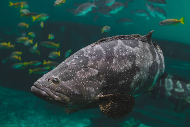 istock Giant grouper or brown spotted grouper fish. 1308128584