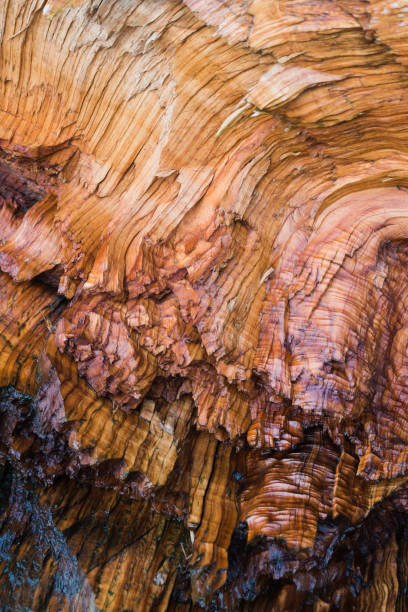 jasna mokra tekstura drewna dryfującego - driftwood twisted wood vertical zdjęcia i obrazy z banku zdjęć