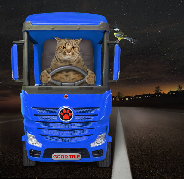 istock Cat drives blue truck at night 2 1308131797