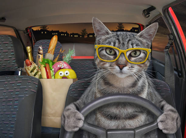 istock Cat gray in glasses drives car at night 1308131798