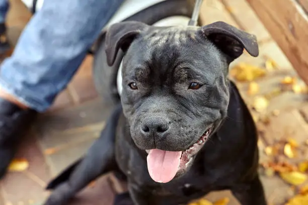 Close up portrait of black Staffordshire Bullterrier sitting on autumn yellow leaves background near its owner legs. Master walking with dog concept. Outdoors, copy space.