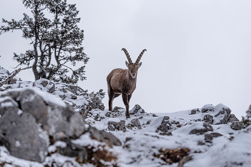 An Ibex in the snowy mountains of Austria