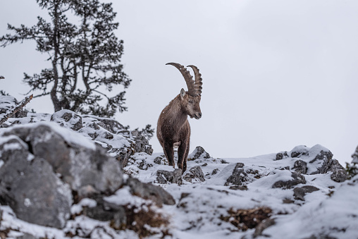 An Ibex in the snowy mountains of Austria