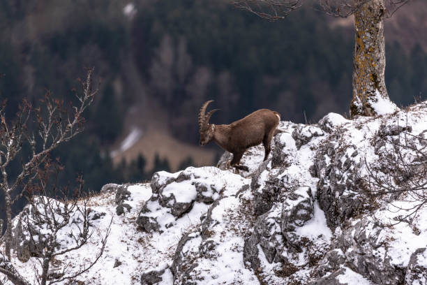 istock Ibex in the snow 5 1308135724