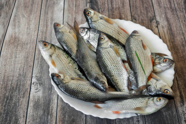 istock A small river fish to the surface of the table. 1308138791