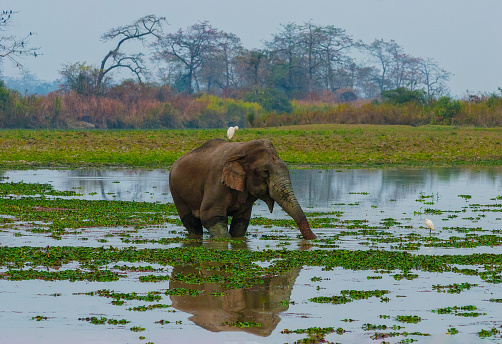 Mahout bathing his elephant in the river, Sri Lanka.  http://bem.2be.pl/IS/sri_lanka_380.jpg