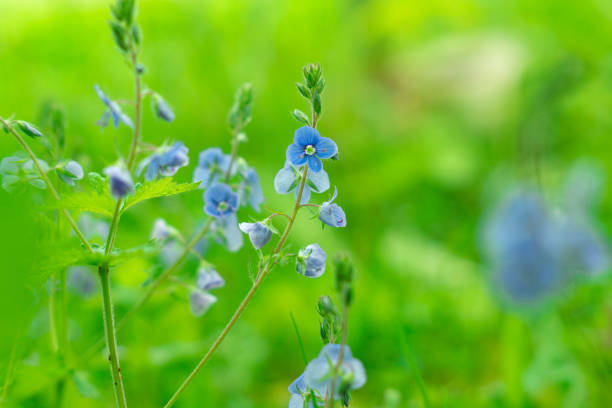 istock Delicate blue flowers of Veronica chamaedrys (germander speedwell) 1308139643