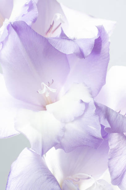 istock Delicate flower of gladiolus 1308139684
