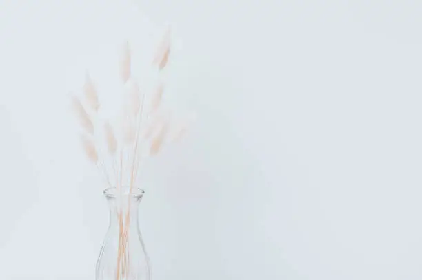 Photo of Brown bunny tail grass on grey background, copy space, dried lagurus grass. Bunny tail grass in a vase