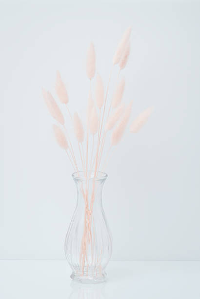 istock Brown bunny tail grass on grey background, copy space, dried lagurus grass. Bunny tail grass in a vase 1308140841