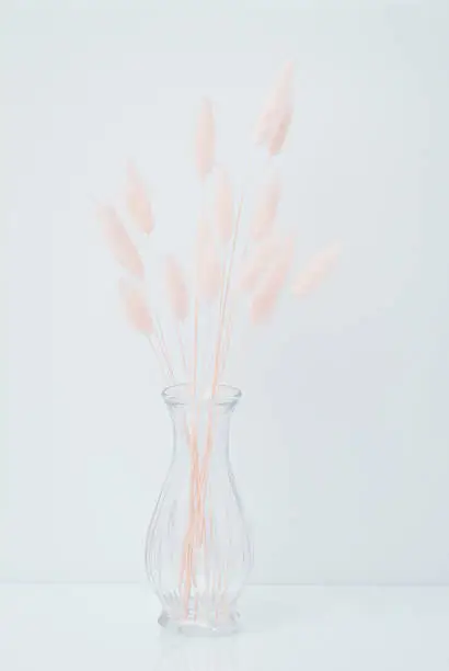 Photo of Brown bunny tail grass on grey background, copy space, dried lagurus grass. Bunny tail grass in a vase