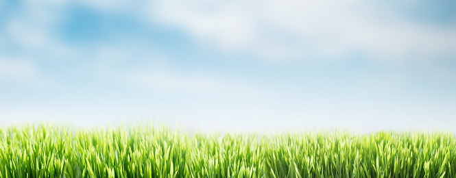 Spring or summer abstract nature background with grass and blue sky. Green grass banner. Selective focus. Copy space.