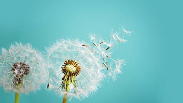 istock Macro dandelion at blue background. Freedom to Wish. 1308142697
