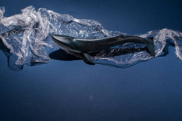 istock Blue whale Environmental problem of plastic rubbish pollution in ocean 1308143395